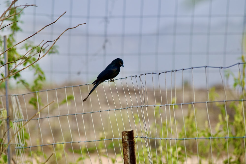 a black bird sitting on top of a wire fence