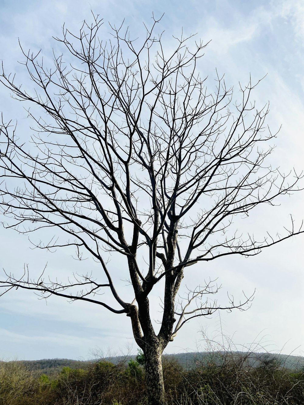 a bare tree in the middle of a field