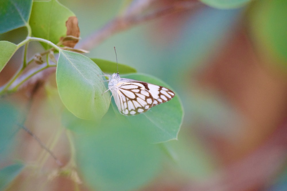 a white and black butterfly sitting on a green leaf