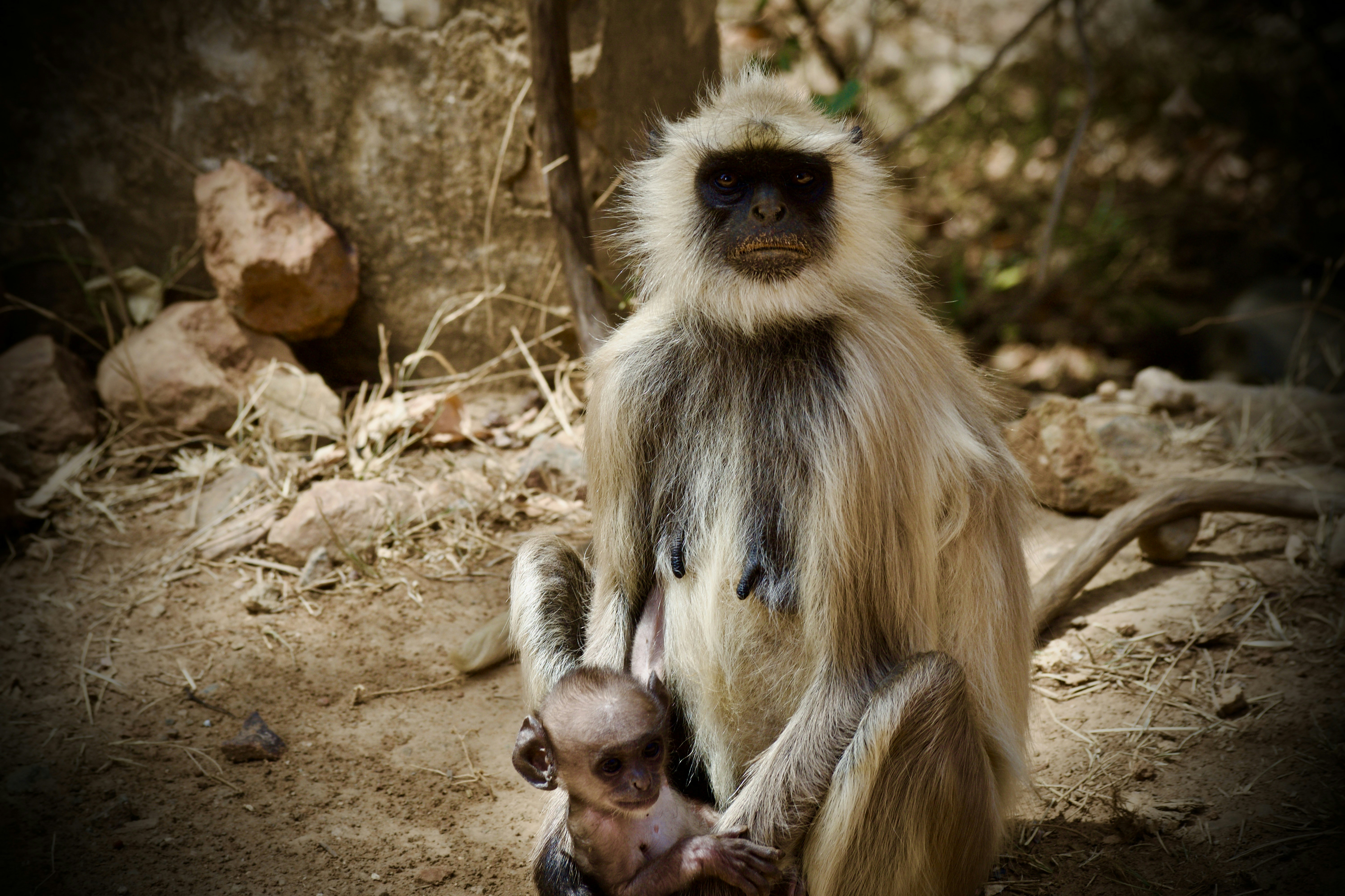 a monkey and a baby sitting on the ground