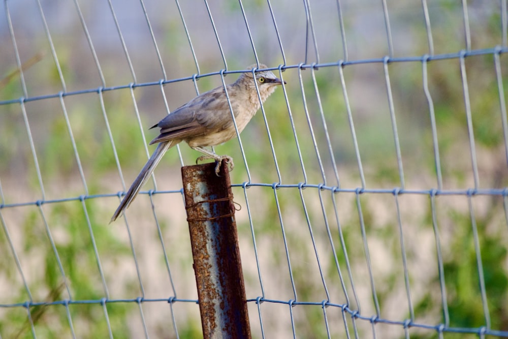 um pequeno pássaro empoleirado em cima de um poste de metal