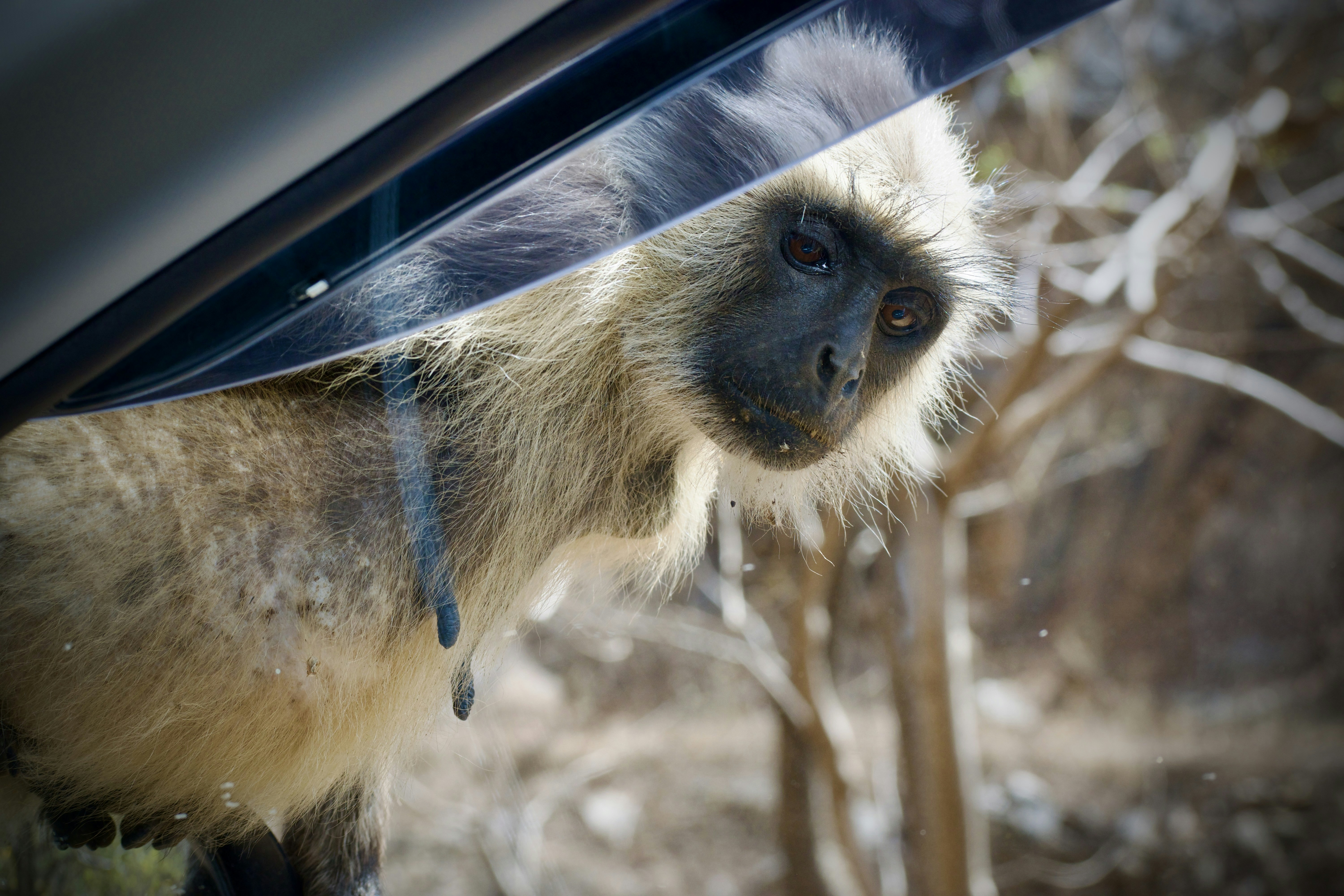 a monkey hanging out of a car window