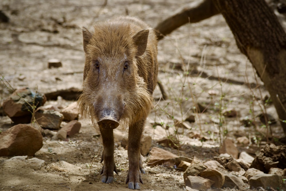 a wild boar is walking through the dirt
