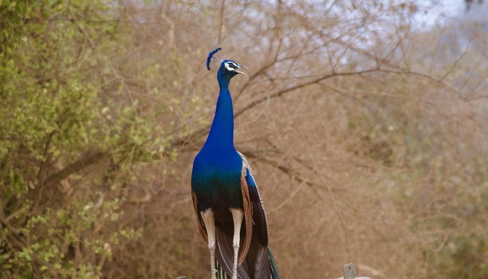 a peacock standing on top of a wooden fence