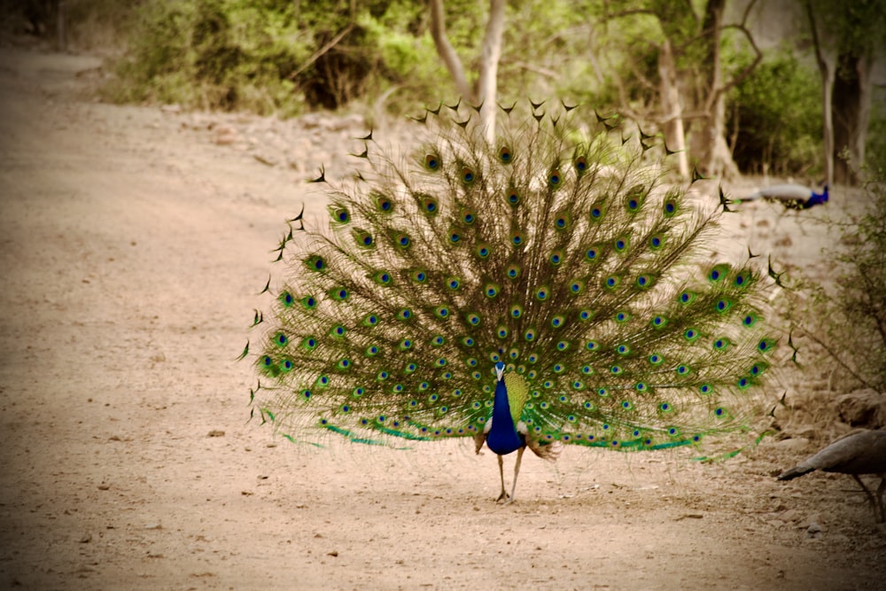 a peacock with its feathers spread out on a dirt road