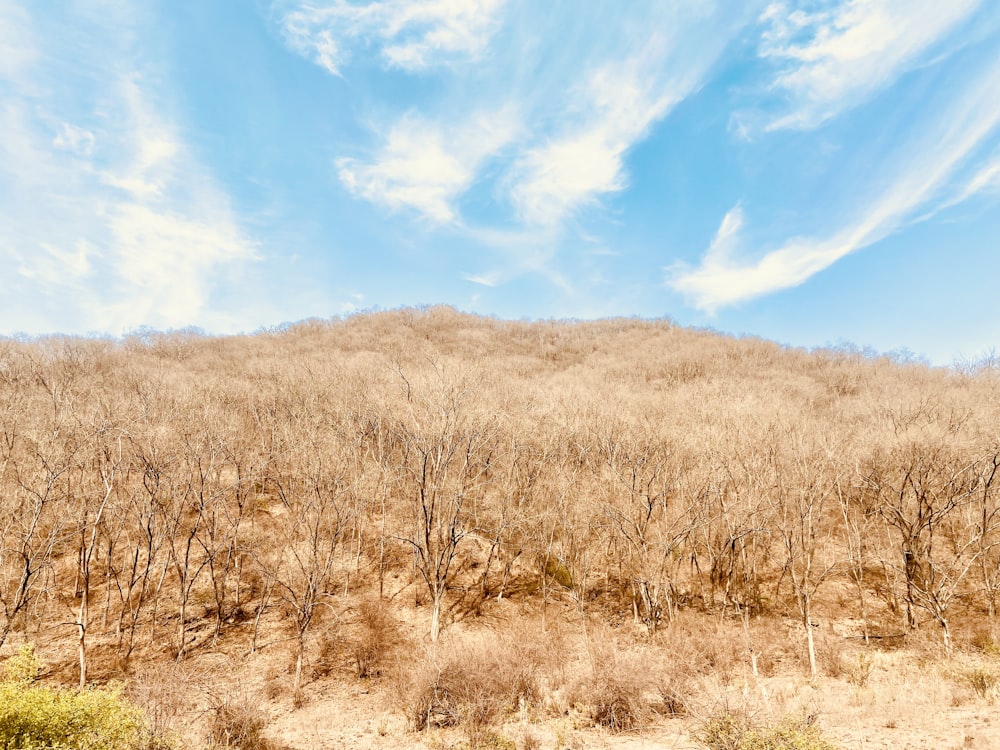 a field of dry grass and trees under a blue sky
