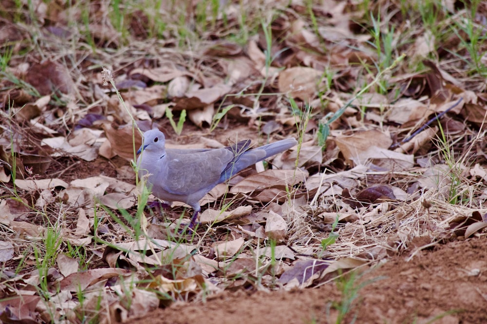 a blue bird standing on top of a leaf covered ground