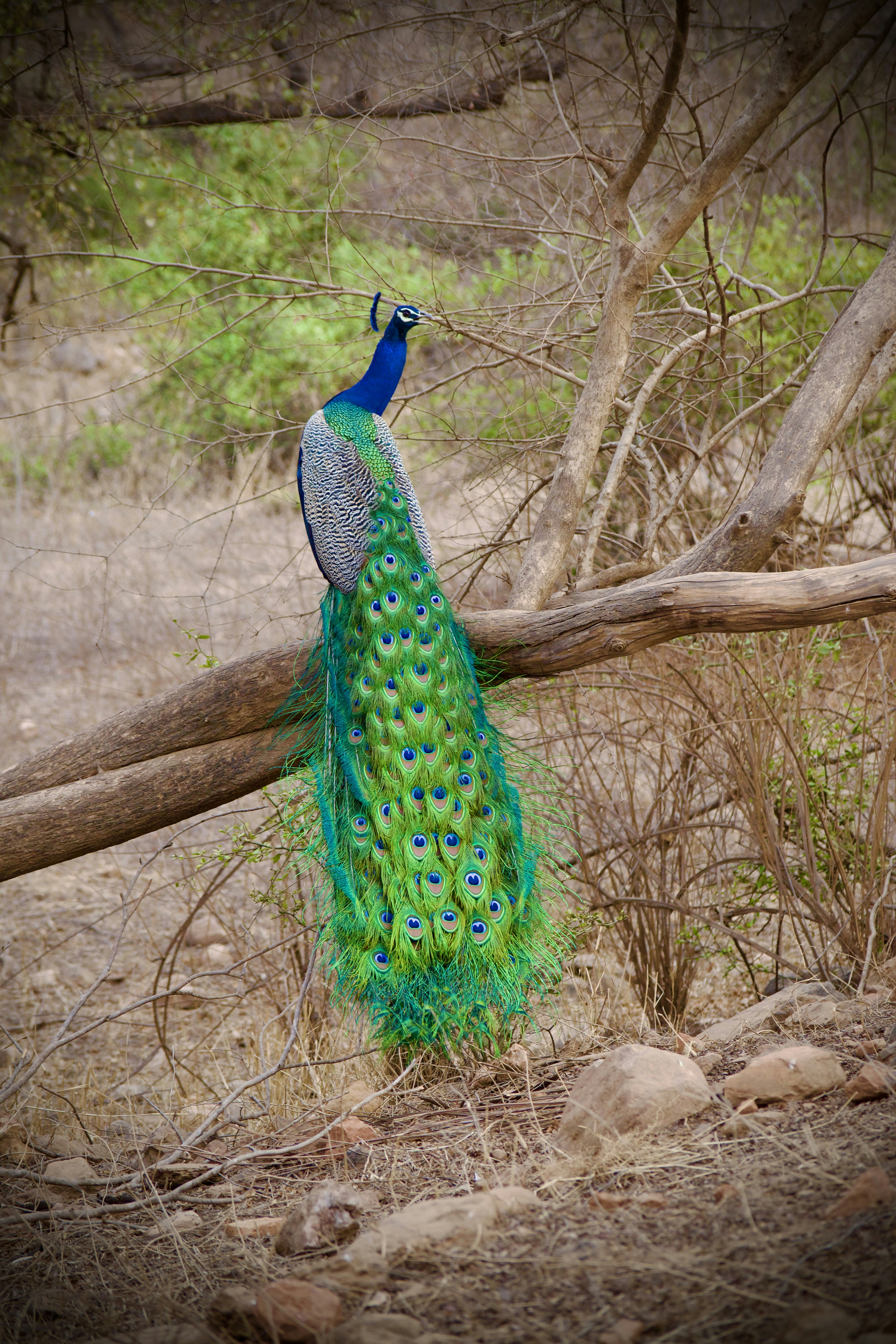 a peacock standing on top of a tree branch