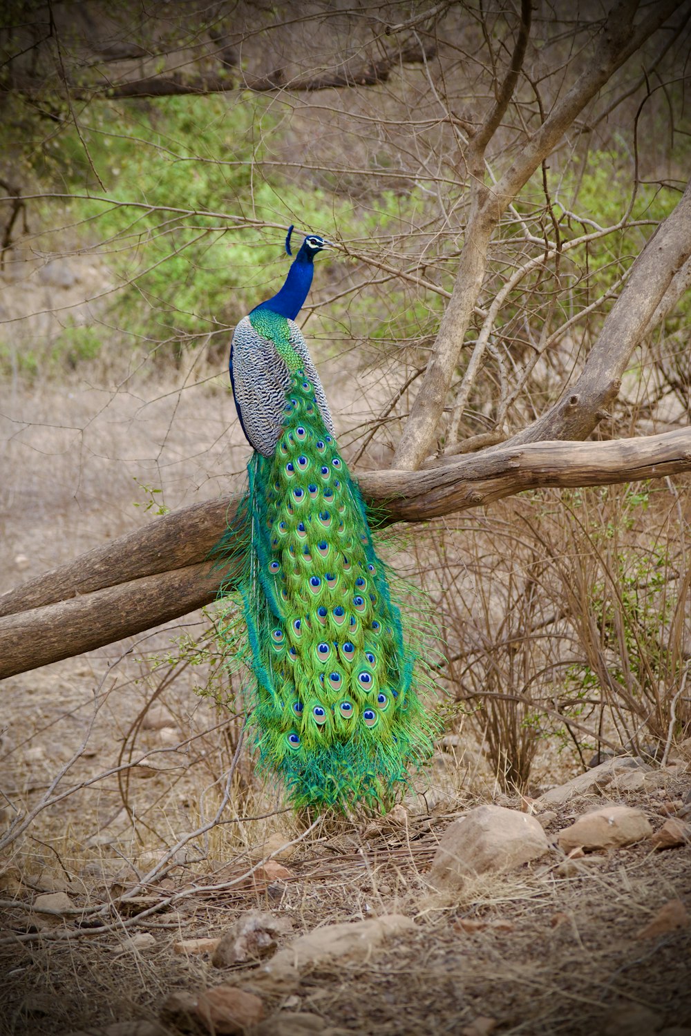 a peacock standing on top of a tree branch