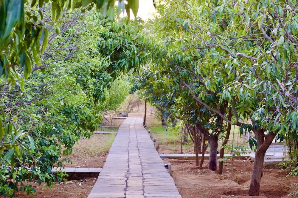 a wooden walkway surrounded by trees and dirt