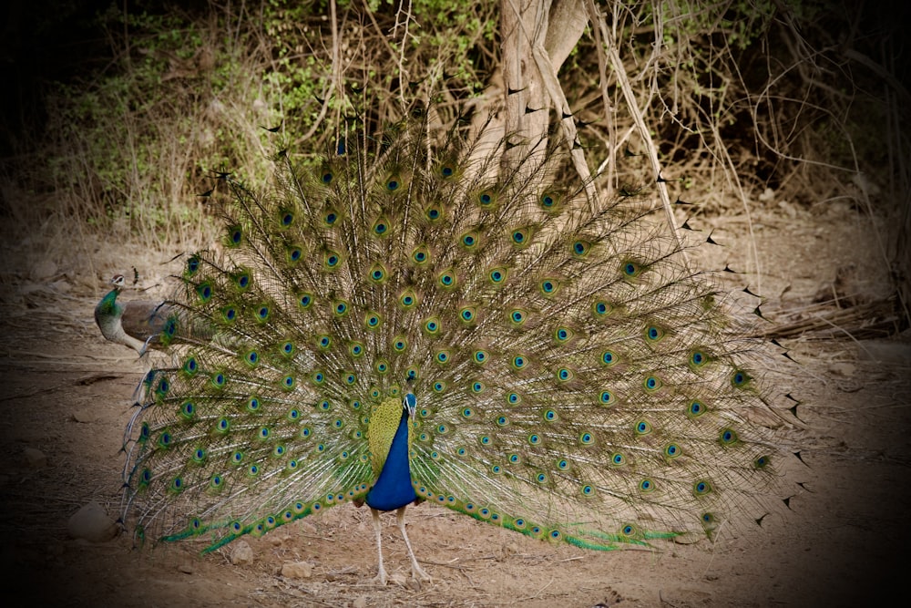 a peacock with its feathers spread out