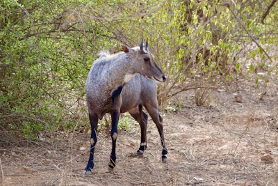 a small antelope standing in the middle of a forest