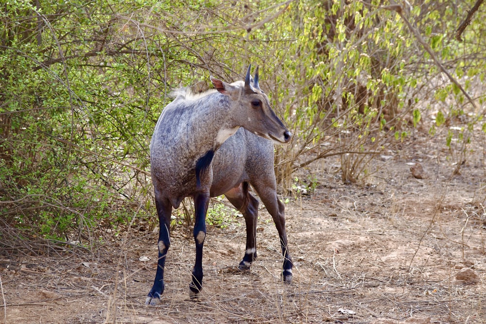 a small antelope standing in the middle of a forest