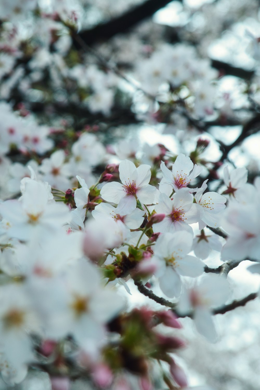 un árbol lleno de muchas flores blancas