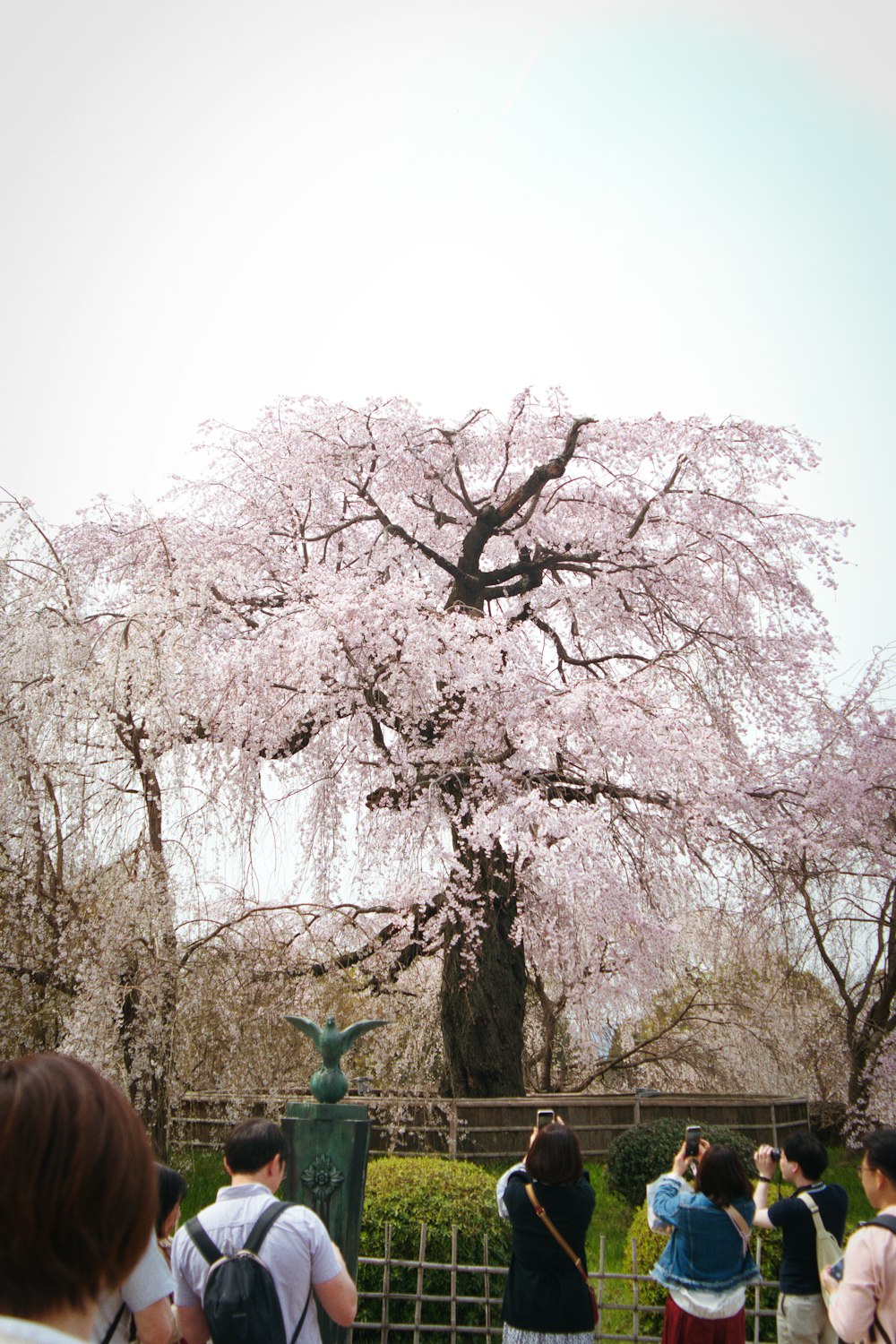a group of people taking pictures of a cherry blossom tree