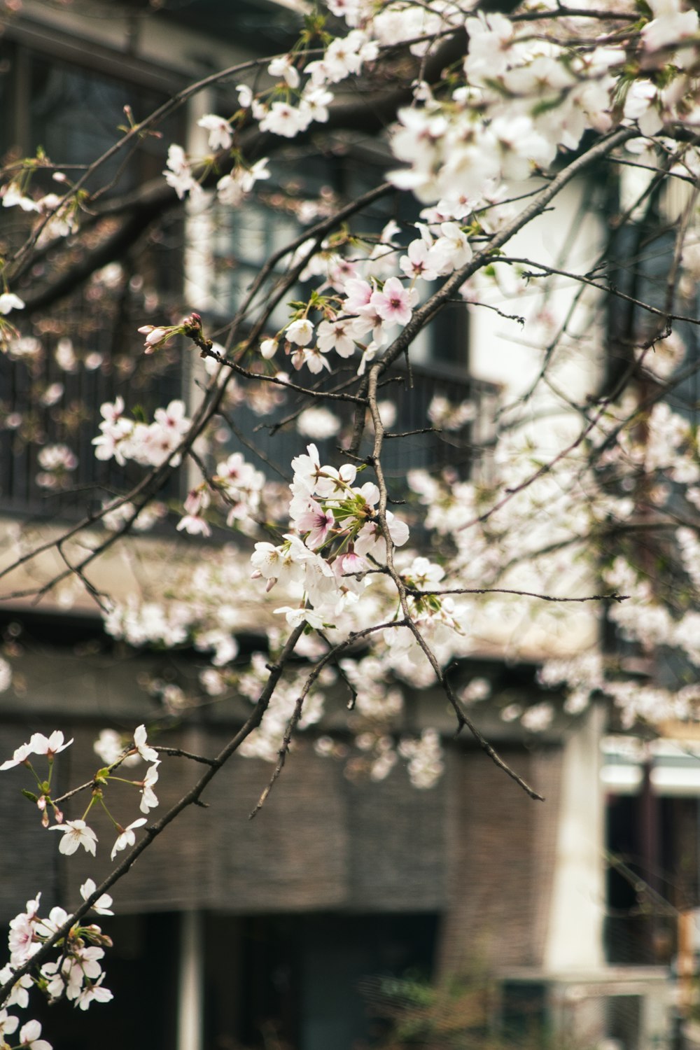 un árbol con flores blancas frente a un edificio