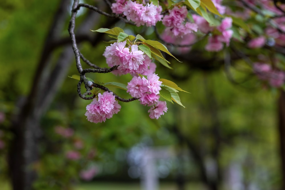 pink flowers are blooming on a tree in a park
