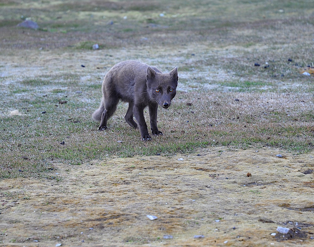 a baby wolf walking across a grass covered field