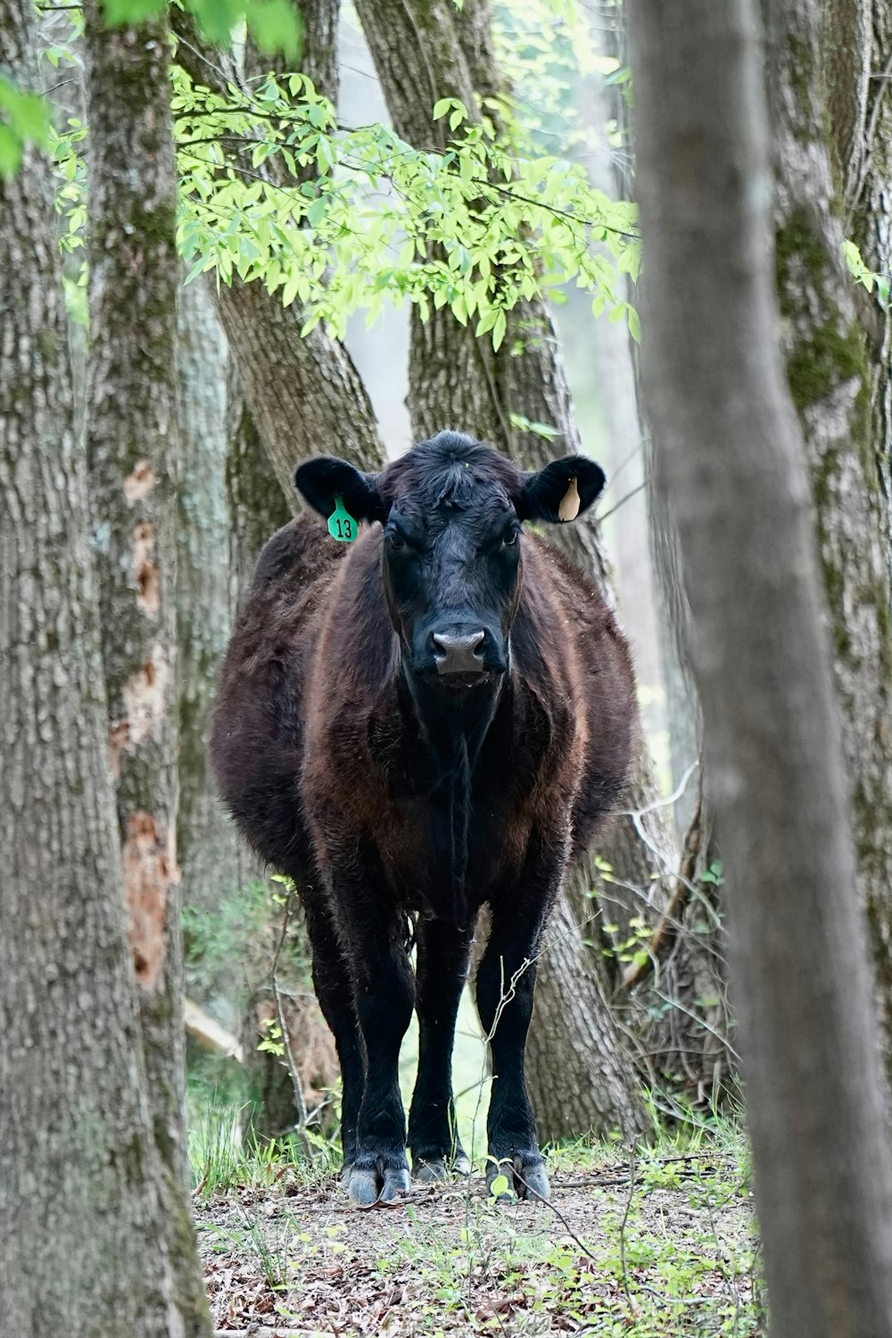 a cow standing in the middle of a forest