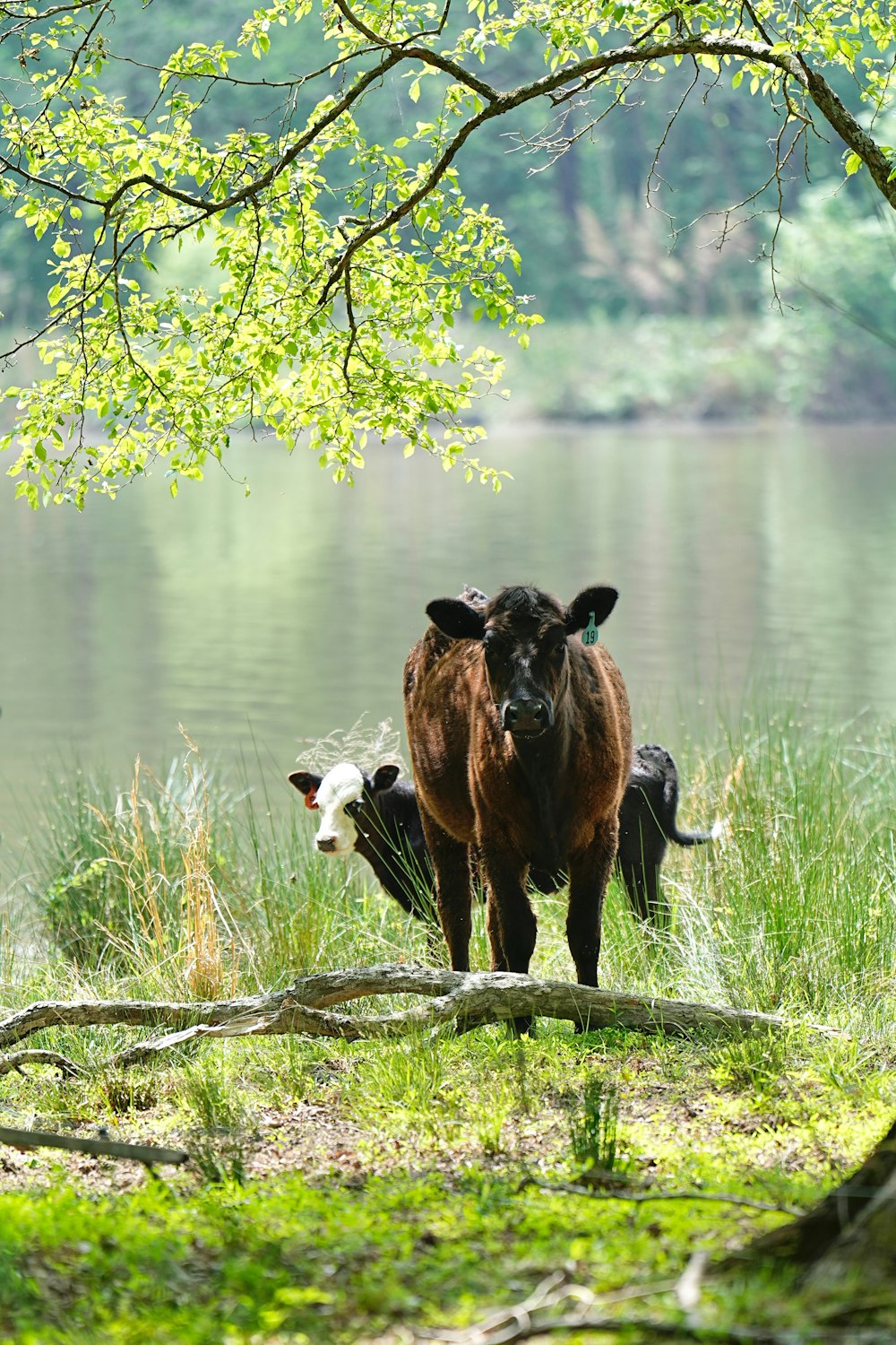 a couple of cows standing next to each other on a field