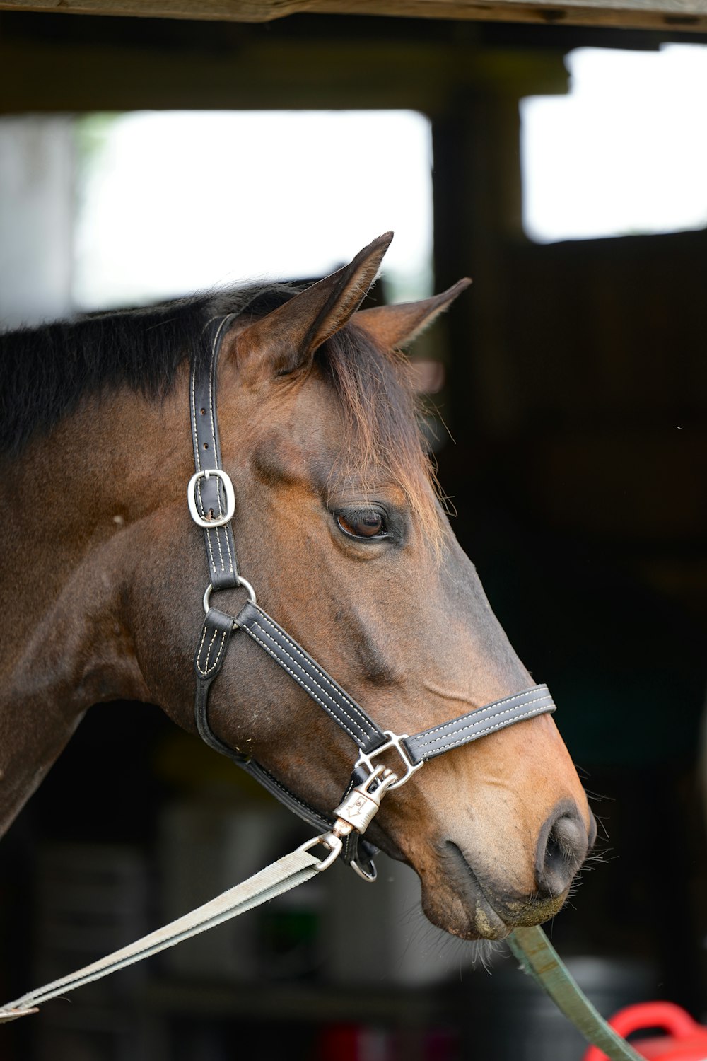 a brown horse wearing a bridle and a halter