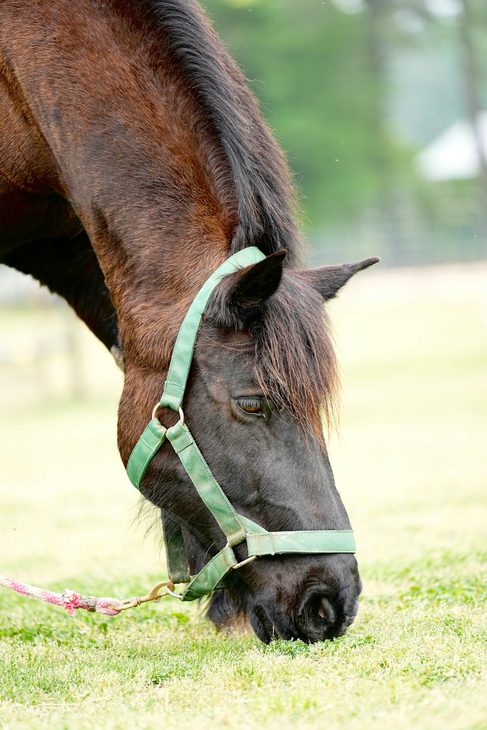 a brown horse with a green bridle grazing on grass