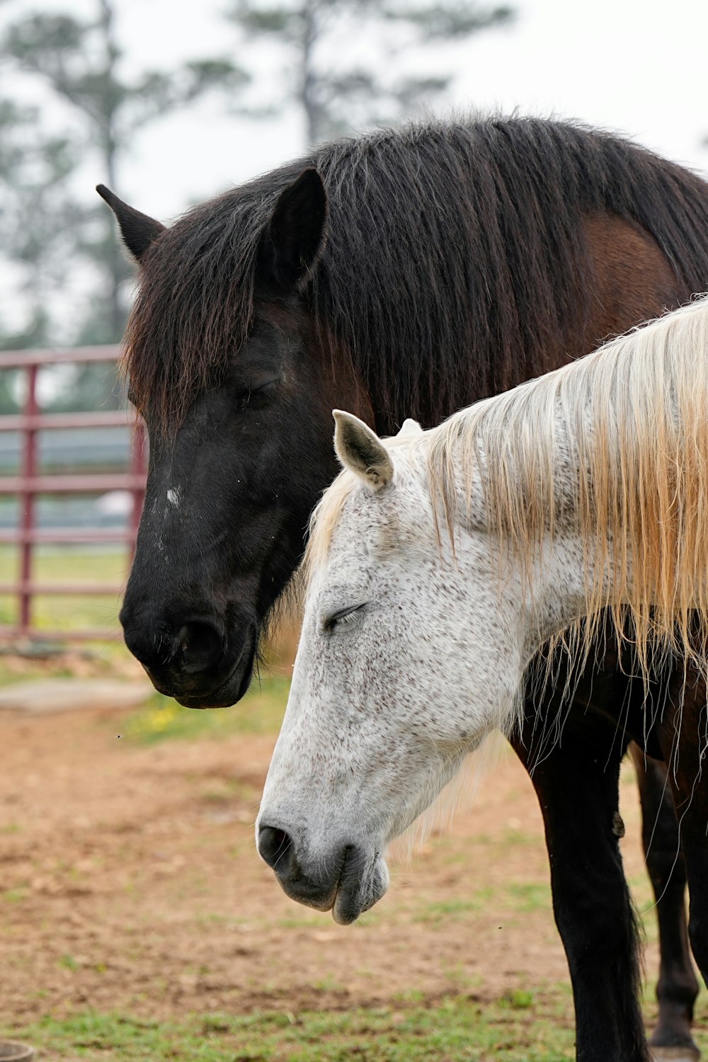 a couple of horses standing next to each other