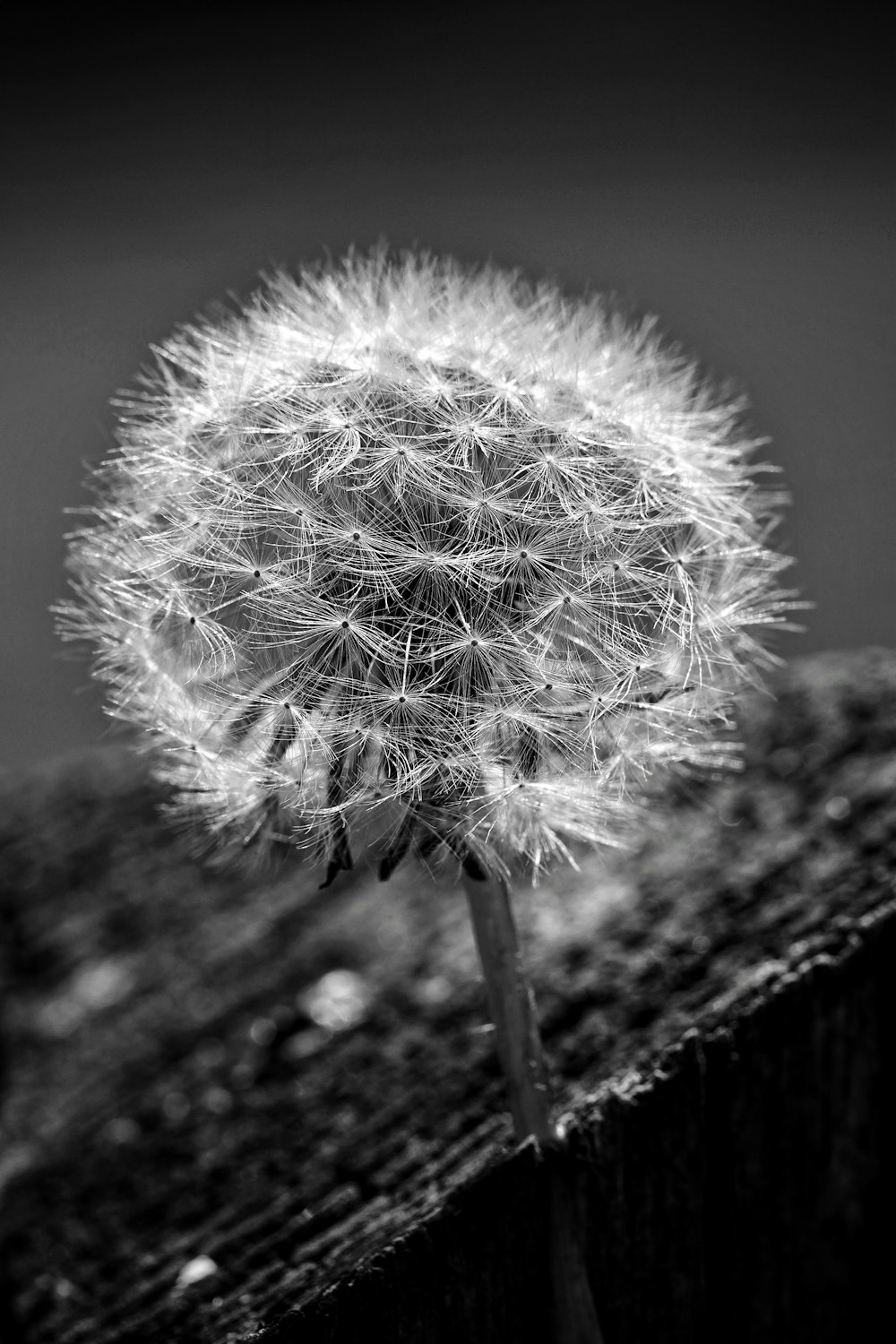 a black and white photo of a dandelion