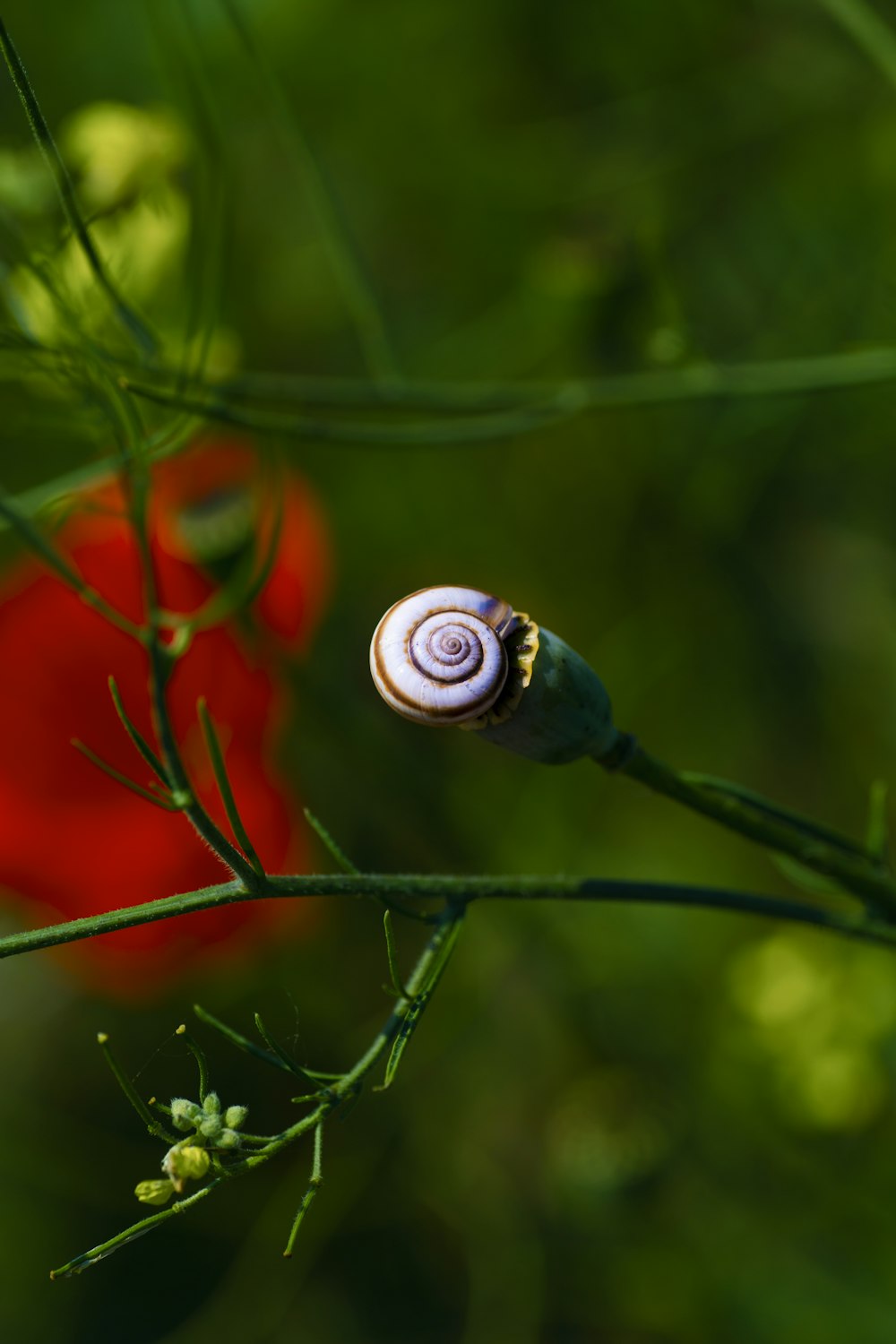 a close up of a snail on a plant