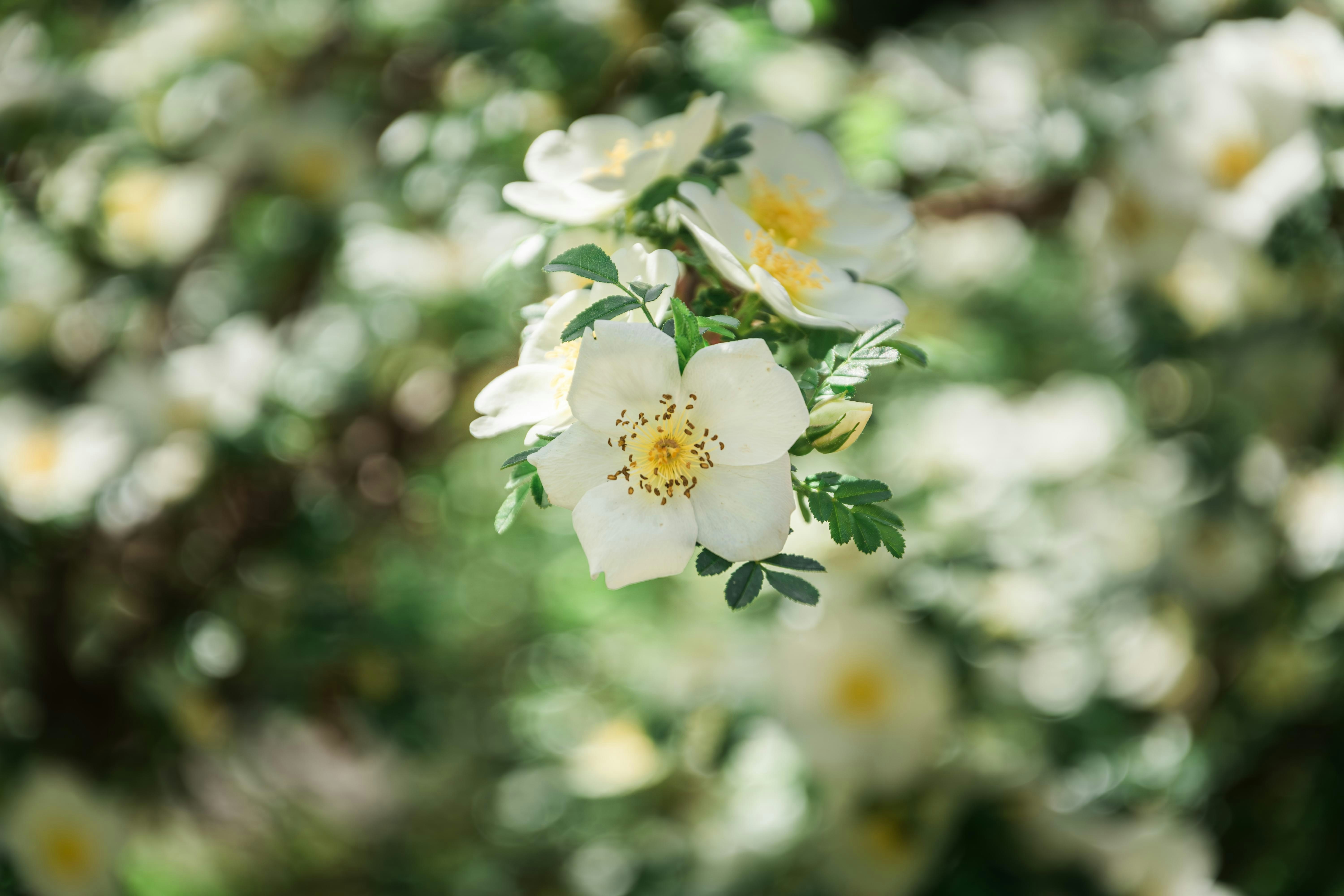 a bunch of white flowers with green leaves