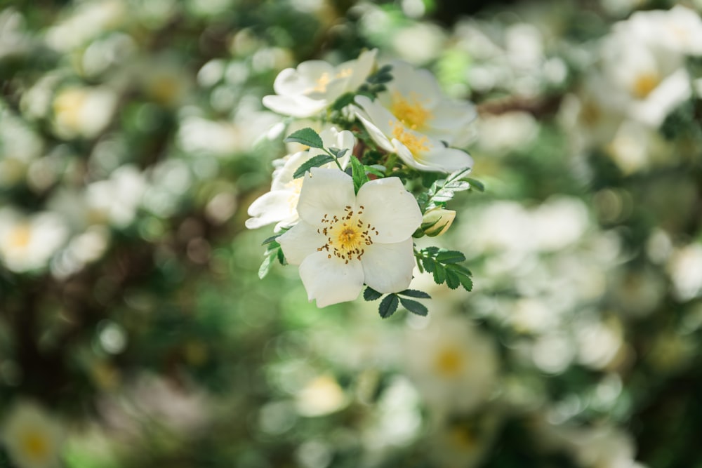 a bunch of white flowers with green leaves