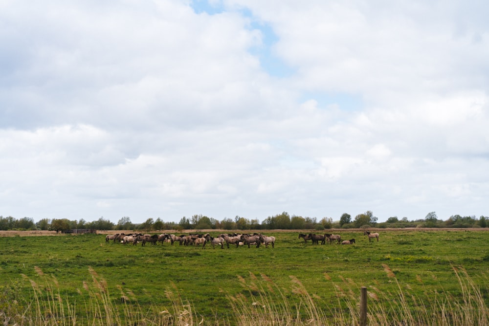 a herd of animals walking across a lush green field