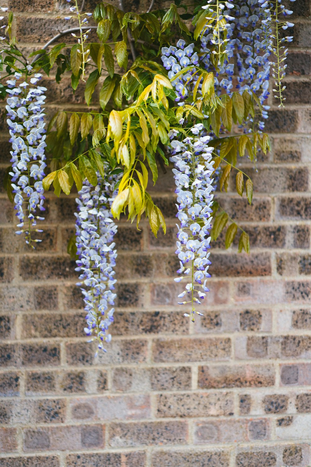 a bunch of purple flowers hanging from a brick wall