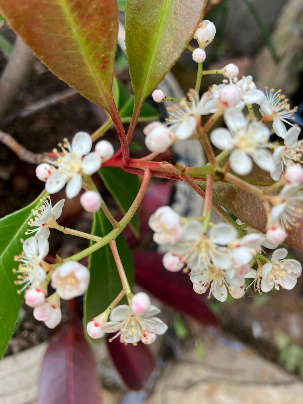 a close up of a plant with white flowers