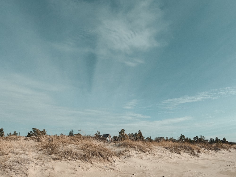 a sandy beach with grass and trees under a blue sky