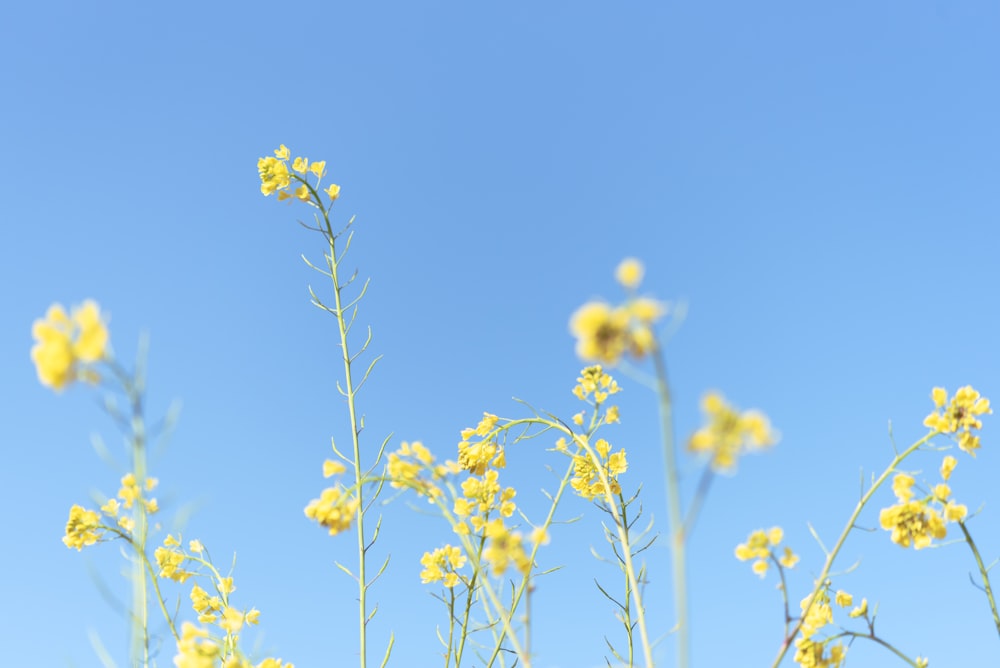 a bunch of yellow flowers with a blue sky in the background