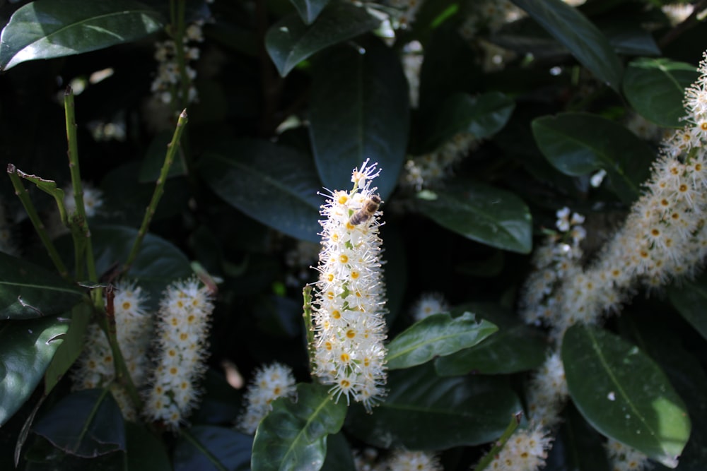 a bunch of flowers that are on a tree