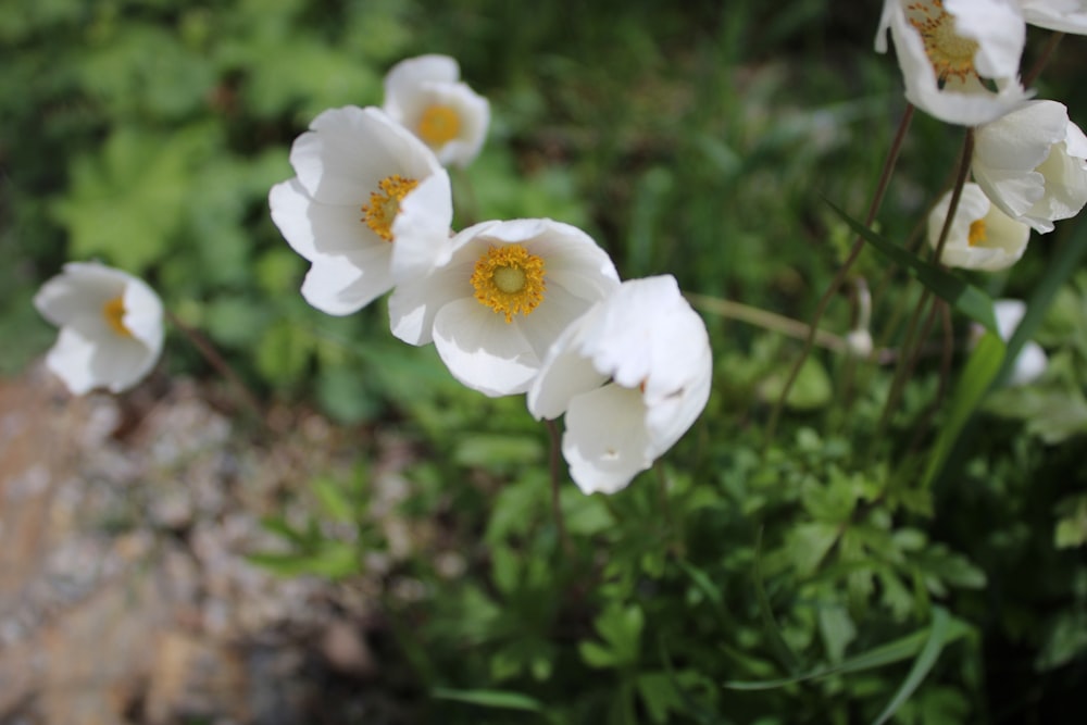 a group of white flowers sitting on top of a lush green field