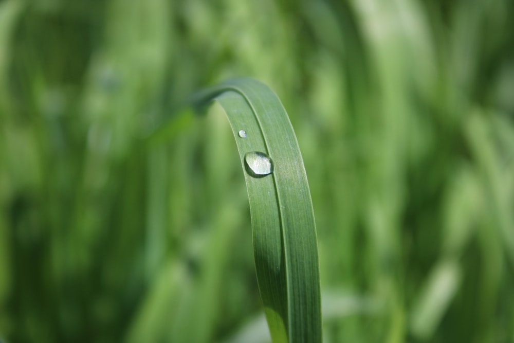 a close up of a green plant with water droplets