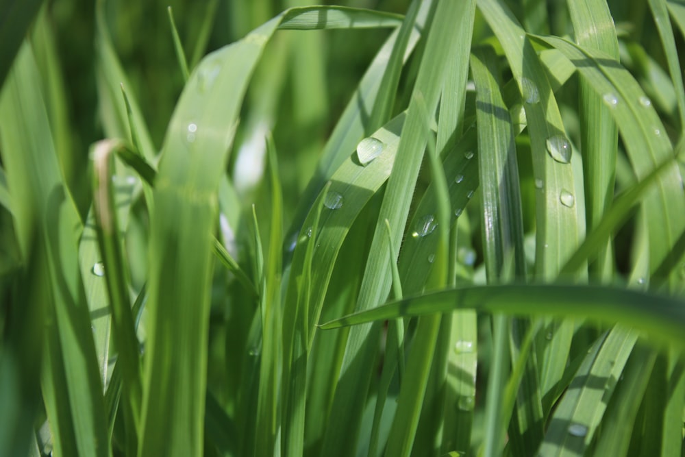 a bunch of green grass with drops of water on it
