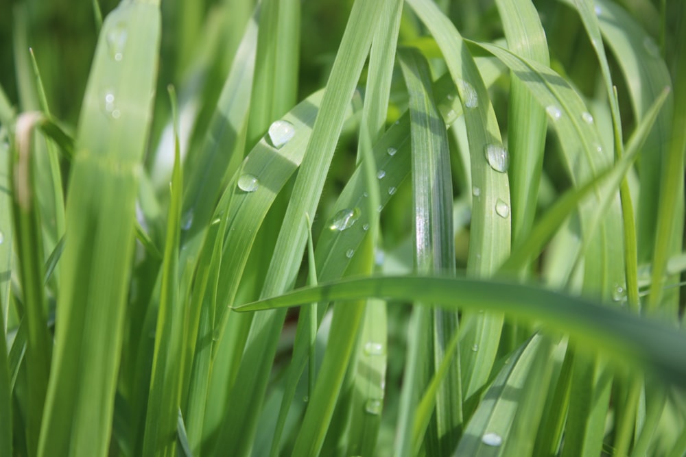 a close up of grass with water drops on it