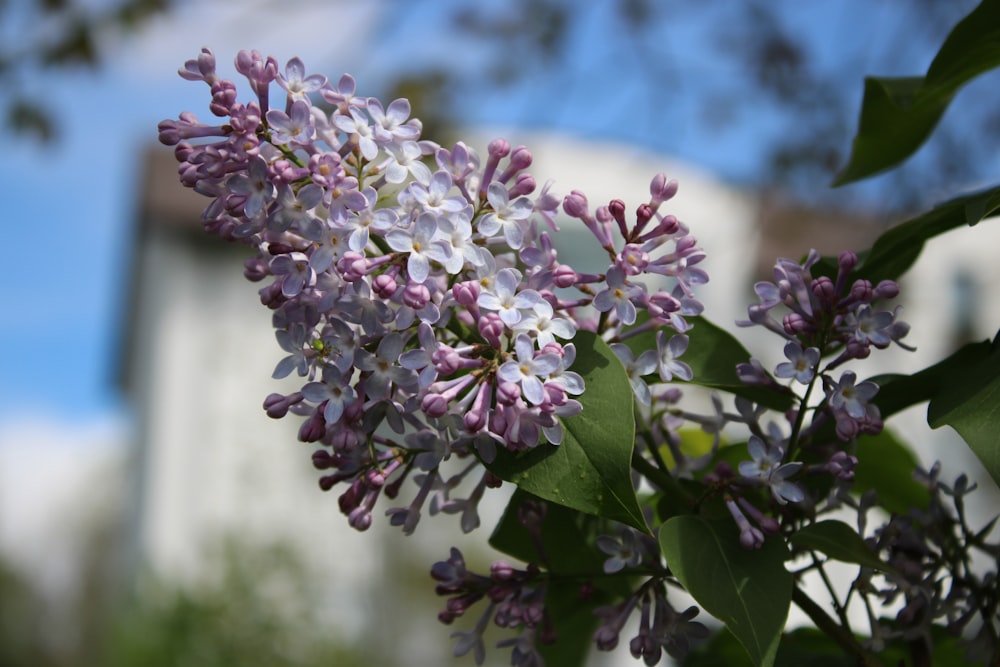 a close up of a bunch of purple flowers