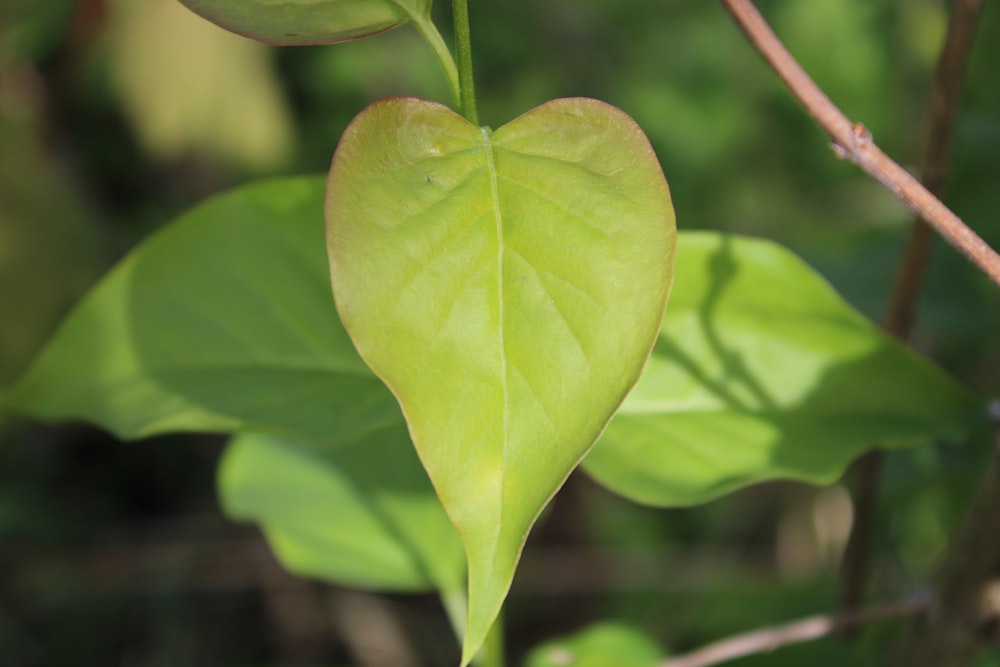 a heart shaped leaf hanging from a tree branch