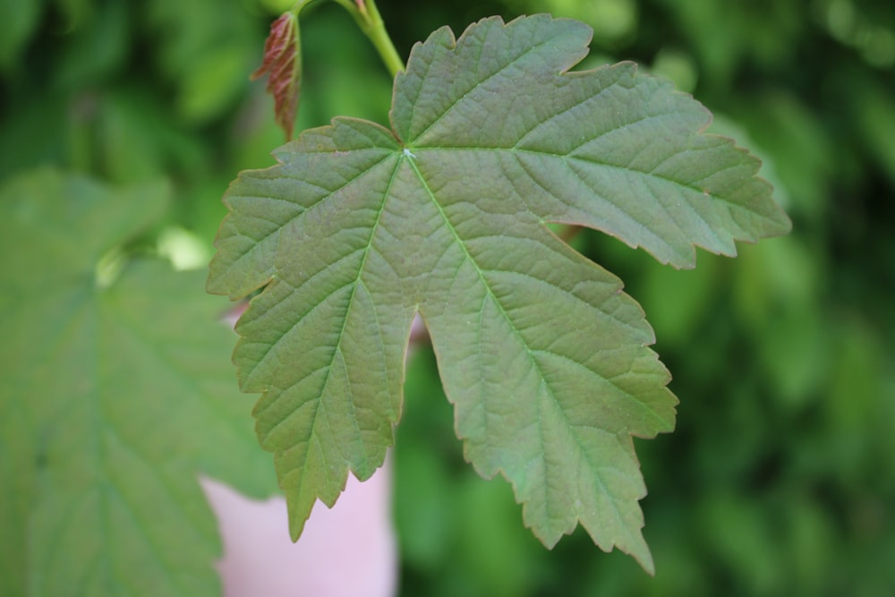 a close up of a green leaf on a tree