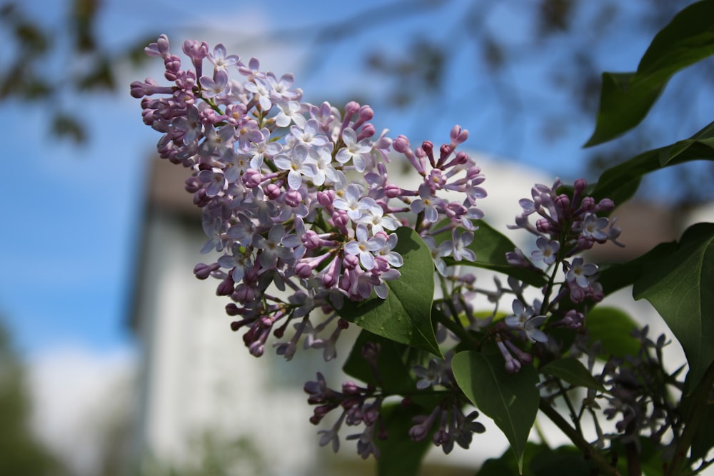a bush of lilacs in front of a building