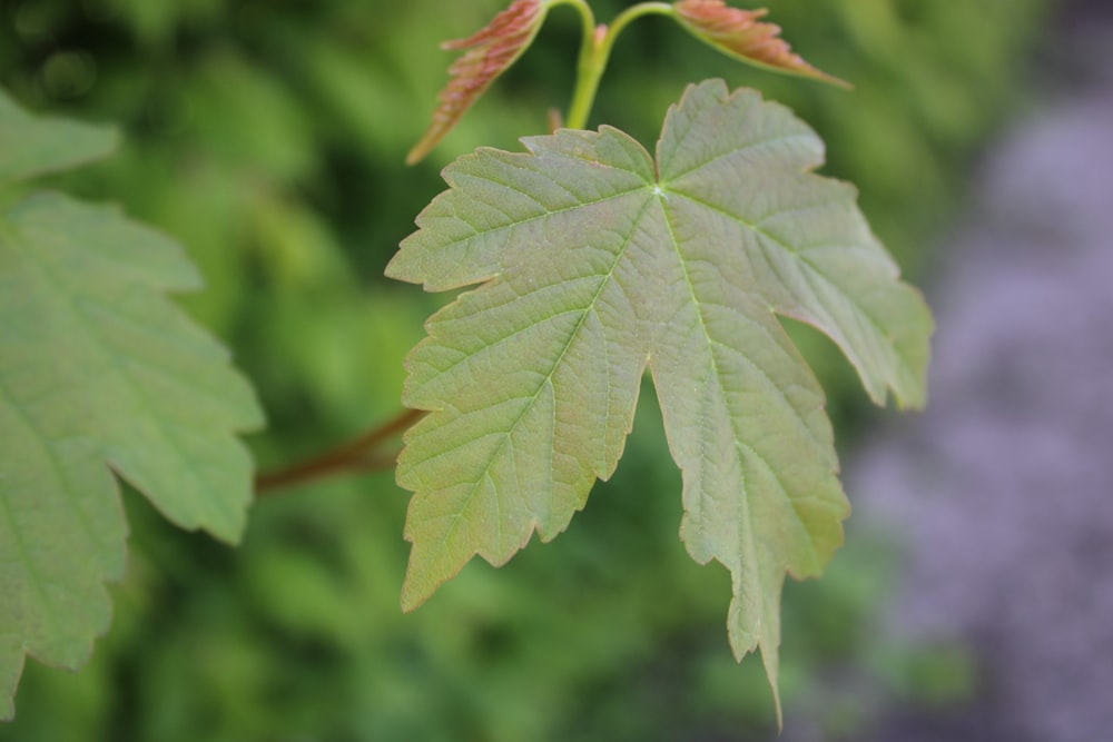 a close up of a leaf on a tree