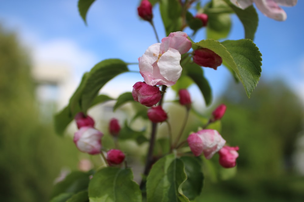 pink and white flowers are blooming on a tree