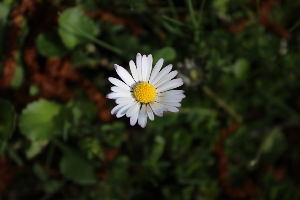 a white flower with a yellow center surrounded by green leaves