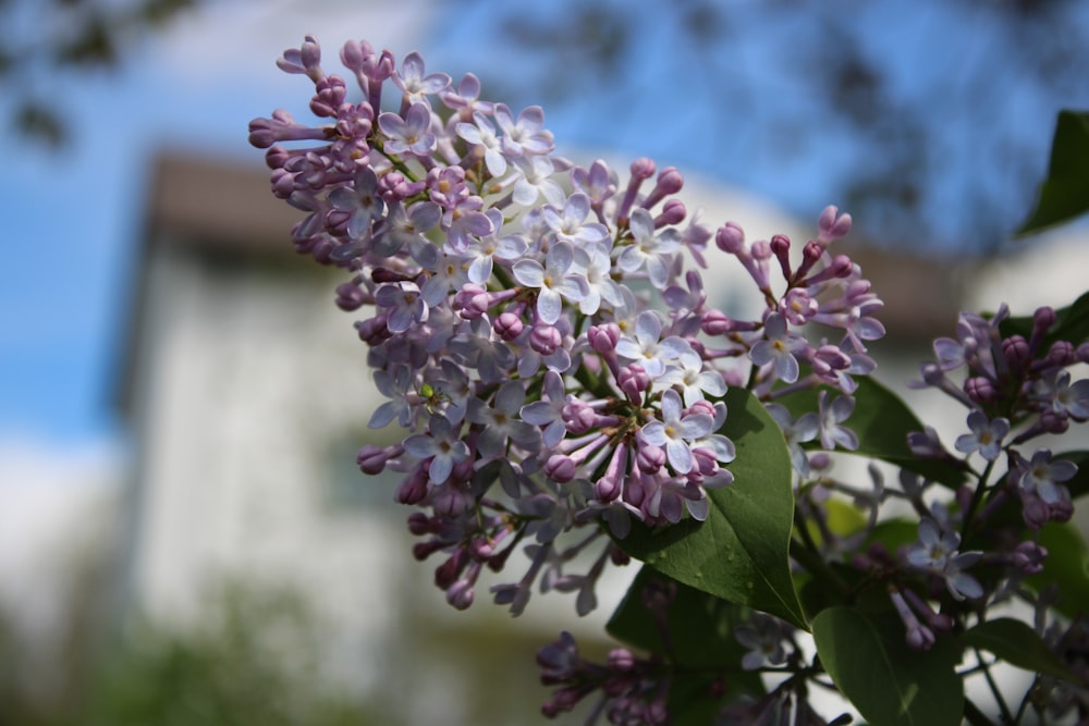 a close up of a purple flower with a building in the background