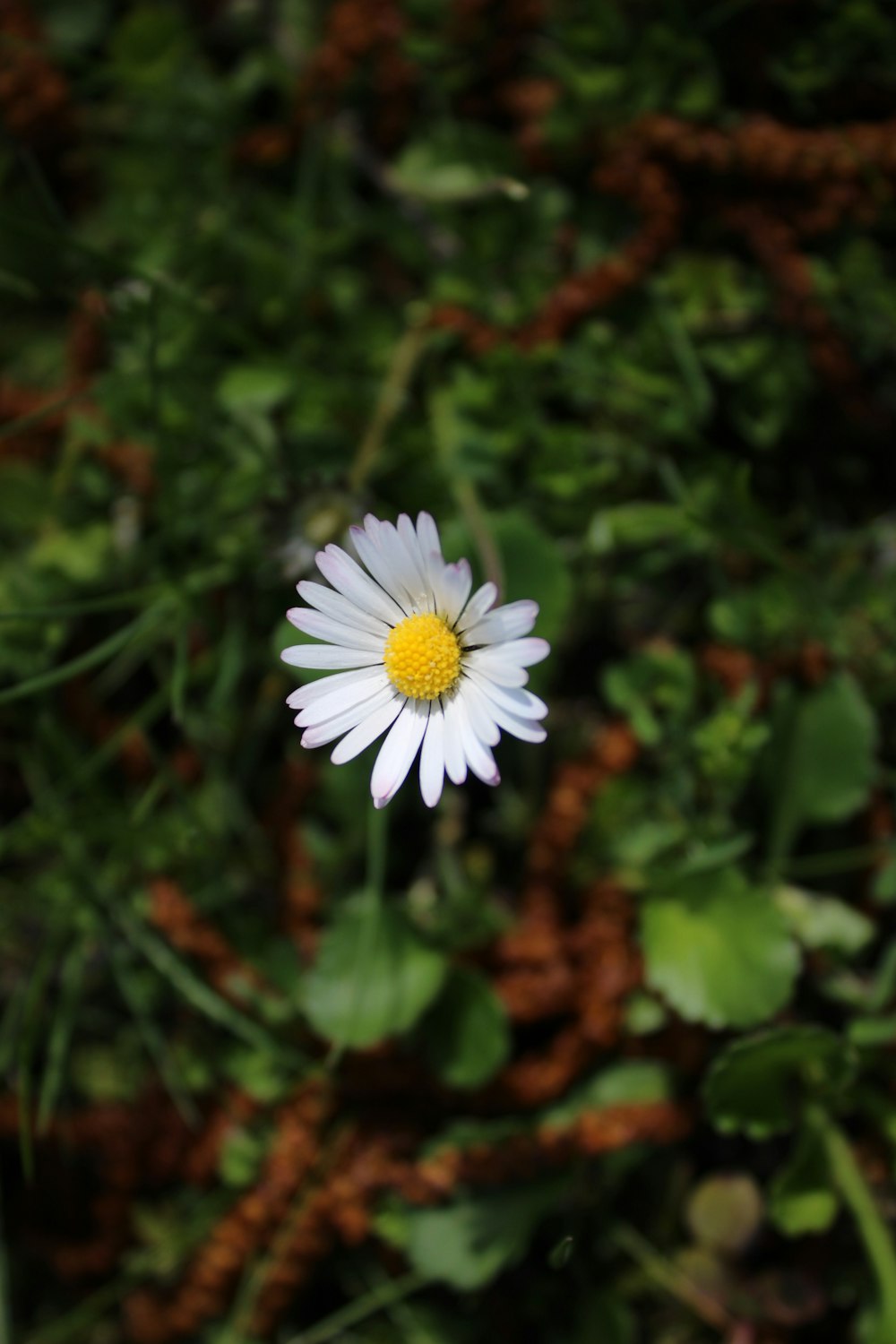 a single white flower with a yellow center